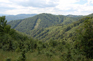 Škaredé