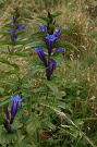 Horec luskovit (Gentiana asclepiadea)