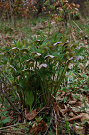 Čemerica purpurová - Helleborus purpurascens.