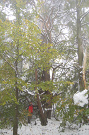 Borovica lesná - Pinus sylvestris