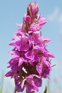Vstavačovec májový (Dactylorhiza majalis)