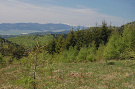 Horská lúka vysadená smrekovcom, v pozadí Tatry