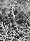 Pokrut jesenný (Spiranthes spiralis) pri obci Jakovany