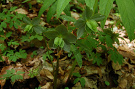 Čemerica purpurová (Helleborus purpurascens)