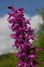 Vstava musk poznaen - Orchis mascula subsp. signifera