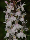 Vstavačovec Fuchsov Soóov - Dactylorhiza fuchsii subsp. sooiana