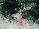 Štrnástorák. Jeleň lesný - Cervus elaphus