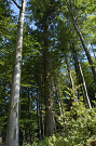 Jedľa biela - obvod 3.55 m