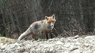 Líška hrdzavá (Vulpes vulpes)