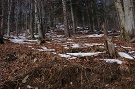 Jedľovo bukový les