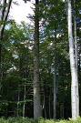Jedľa biela - obvod 3.55 m