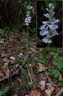 Vstavaovec Fuchsov prav - Dactylorhiza fuchsii subsp. fuchsii