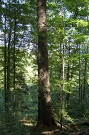 Jedľa biela (Abies alba). Obvod kmeňa 3,55 m
