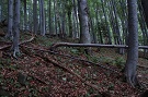 Bukov prales Bukovho vrchu