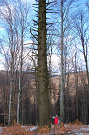 Jedľa biela - obvod 3,55 m