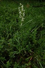 Vemennk dvojlist - Platanthera bifolia