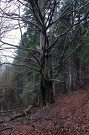Buk lesný - Fagus sylvatica
