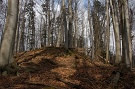 Les starší ako 120 rokov. Oblasť Malý Jarabinčík. 