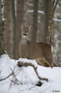 Srnec lesný - Capreolus capreolus Srnec lesný - Capreolus capreolus