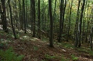 Národná prírodná rezervácia Čergovský Minčol