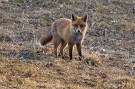Líška hrdzavá - Vulpes vulpes