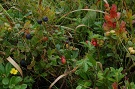 Brusnica pravá (Vaccinium vitis-idaea), brusnica čučoriedková (Vaccinium myrtillus)