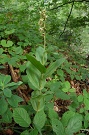 Krutk irokolist prav - Epipactis helleborine subsp. helleborine