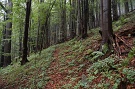Lesy Hraovka