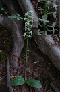 Vemenník zelenkastý - Platanthera chlorantha
