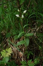 Prilbovka biela - Cephalanthera damasonium