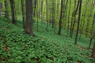 Národná prírodná rezervácia Čergovská javorina