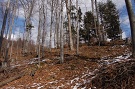 Pôvodný les starší ako 120 rokov premenený do kategórie viacetážového porastu. Oblasť Malý Jarabinčík.