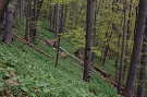 Národná prírodná rezervácia Čergovská javorina