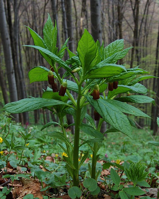 Skopólia kranská (Scopolia carniolica Jacq.)