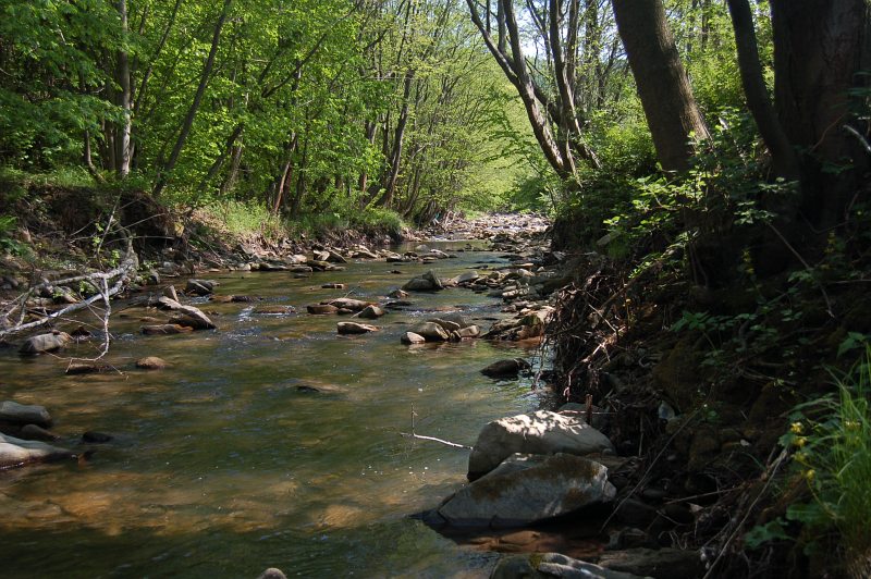 Rieka Topľa v prírodnej rezervácii Livovská jelšina