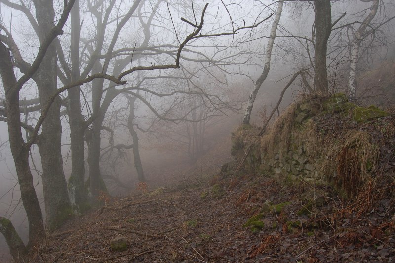 Skupinka vysadených jaseňov pred zaniknutým domom horskej osady Ambrušovce