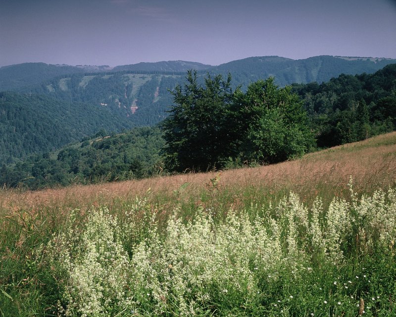 Veľká Javorina