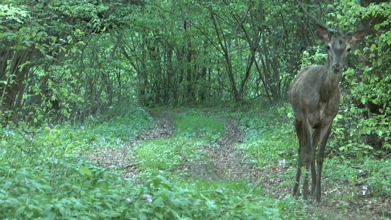 Jeleň lesný (Cervus elaphus)