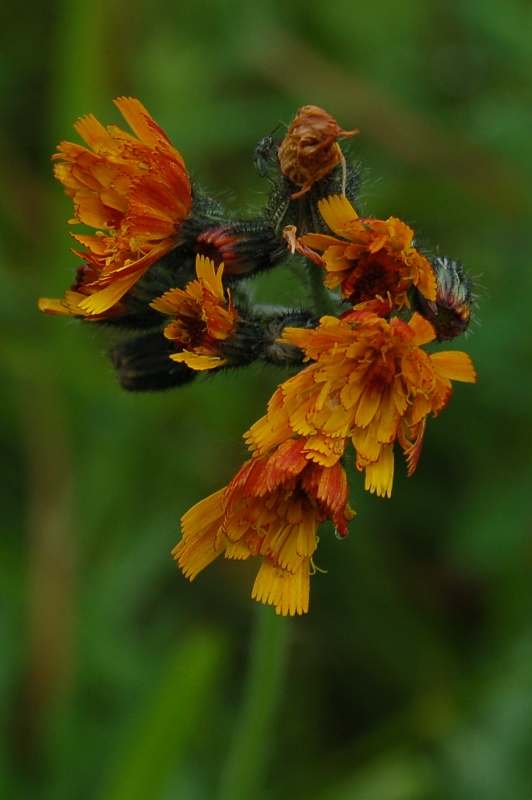 Jastrabník pomarančový - Hieracium aurantiacum
