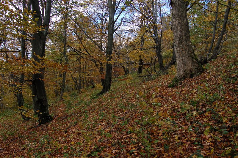 Národná prírodná rezervácia Čergovský Minčol