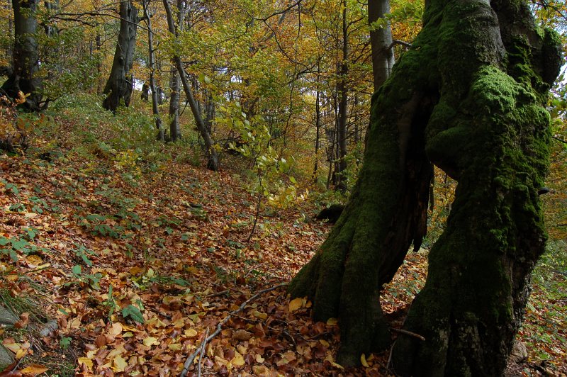 Národná prírodná rezervácia Čergovský Minčol