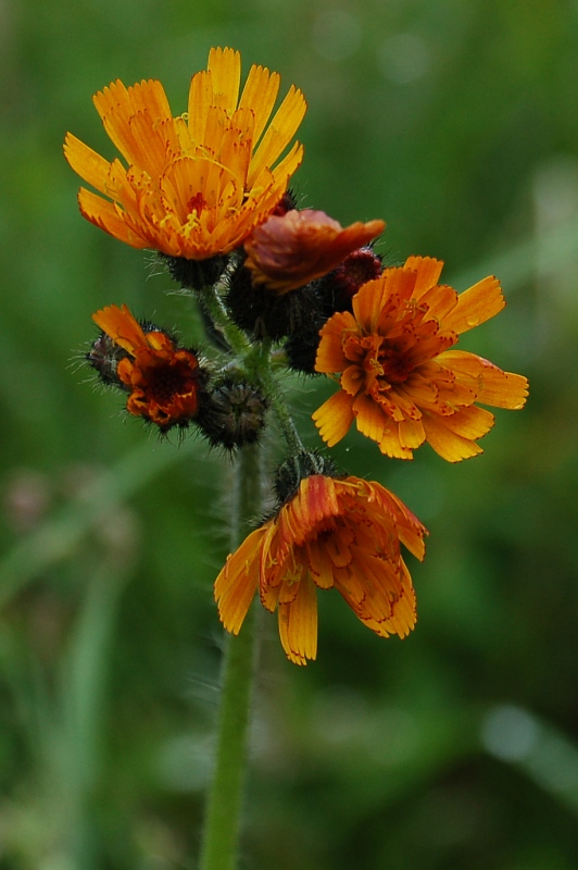 Jastrabník pomarančový - Hieracium aurantiacum