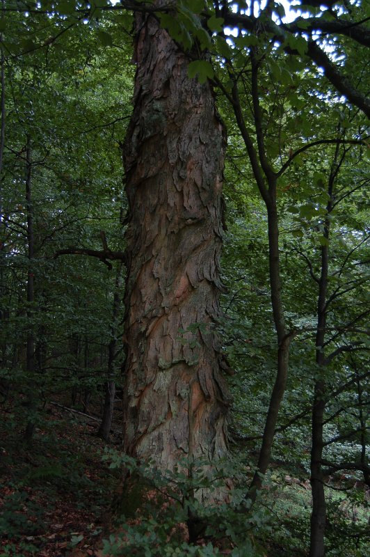 Javor horský (Acer pseudoplatanus)
