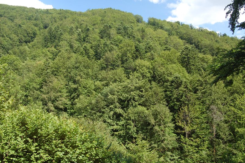 Súkromná prírodná rezervácia Vlčia
