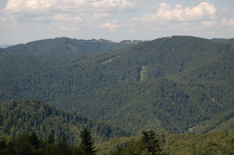 Hrašovík, Škaredé