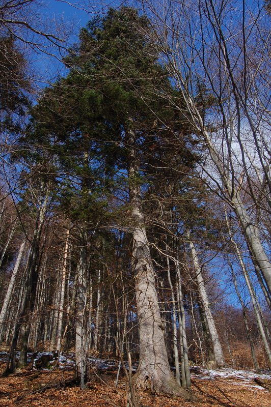 Jedľa biela (Abies alba MILL.)