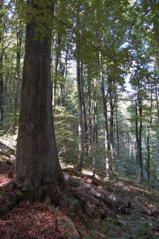 Livovský jaseň s obvodom kmeňa 3,3 m. Jaseň štíhly (Fraxinus excelsior)