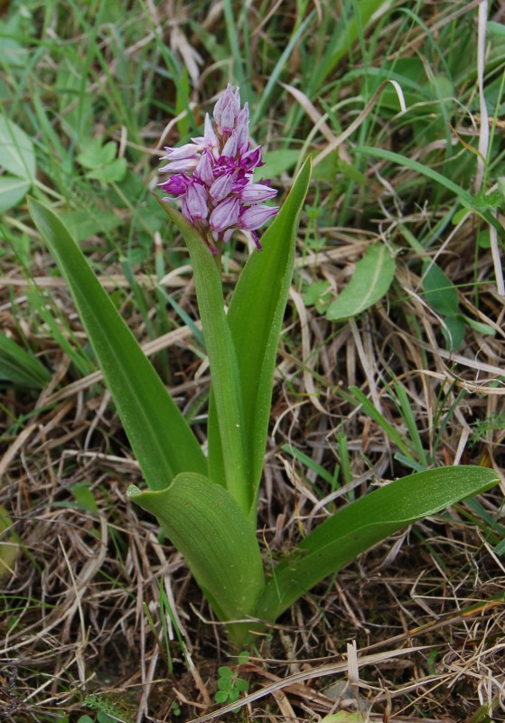 Vstavač vojenský - Orchis militaris