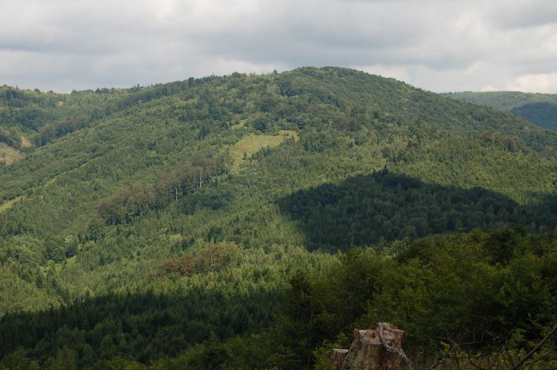 Hrašovík