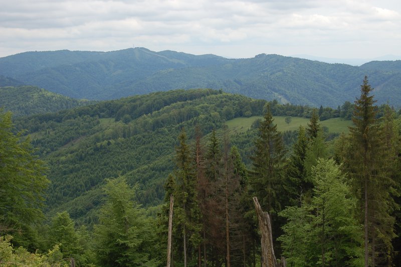 Výhľad na hlavný hrebeň z kóty 1029 pri Dvoriskách